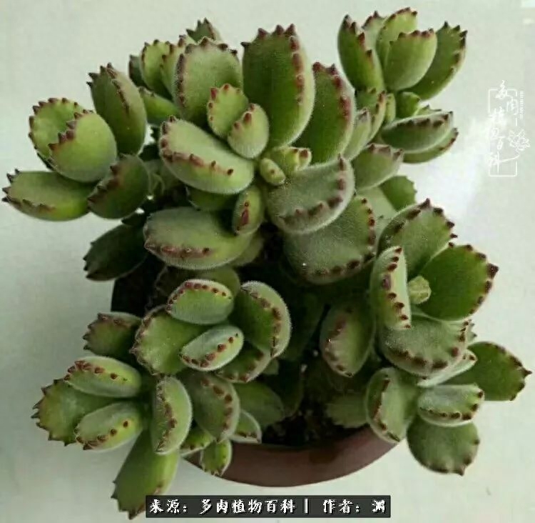 多肉火祭怎么繁殖視頻_多肉火祭的繁殖方法_多肉火祭怎么養成多頭