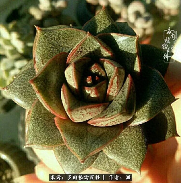 多肉火祭怎么繁殖視頻_多肉火祭的繁殖方法_多肉火祭怎么養成多頭