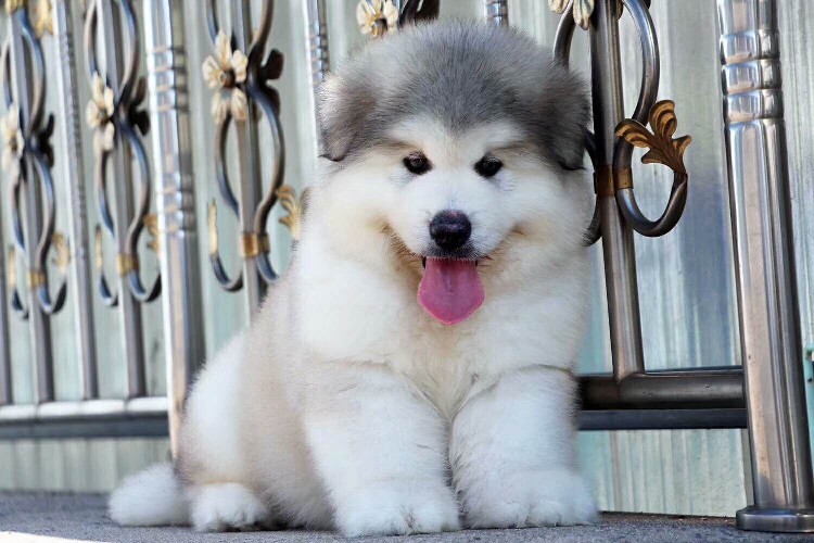 西安巨型阿拉斯加幼崽多少錢一只正規狗舍繁殖保健康純種