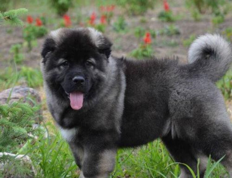 幼犬阿拉斯加多少錢一只_阿拉斯加小狗崽多少錢一只_阿拉斯加犬多少錢一只幼崽