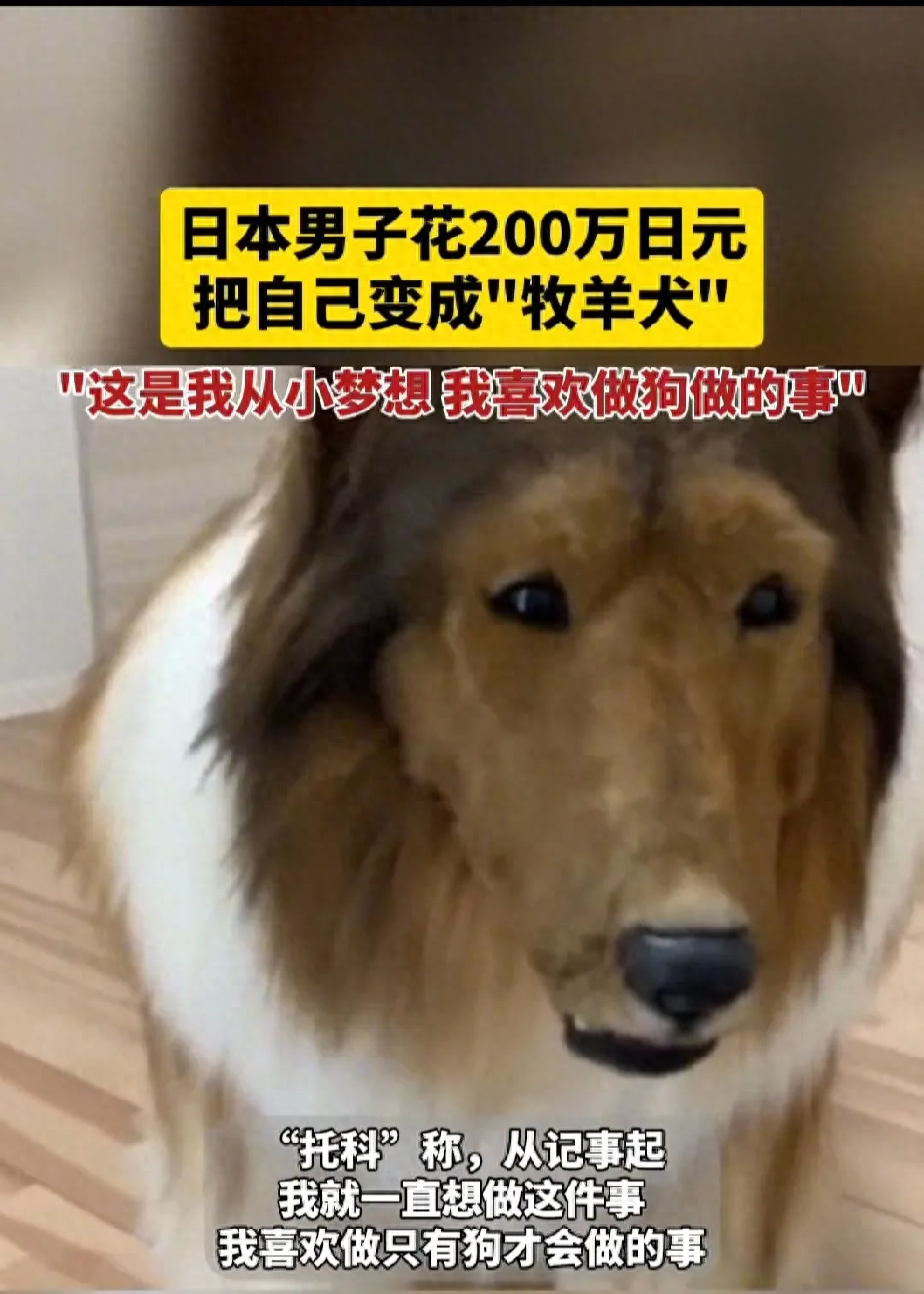 網(wǎng)上買狗可靠嗎_網(wǎng)上買狗可靠嗎_網(wǎng)上買狗可靠嗎