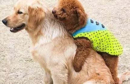 泰迪go_泰迪狗一只多少錢_泰迪狗錢只