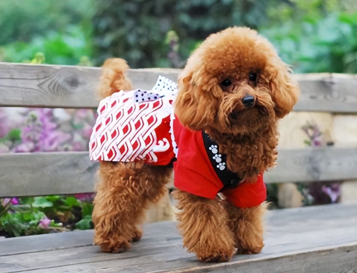 泰迪dog_teddy泰迪幣_泰迪狗一只多少錢