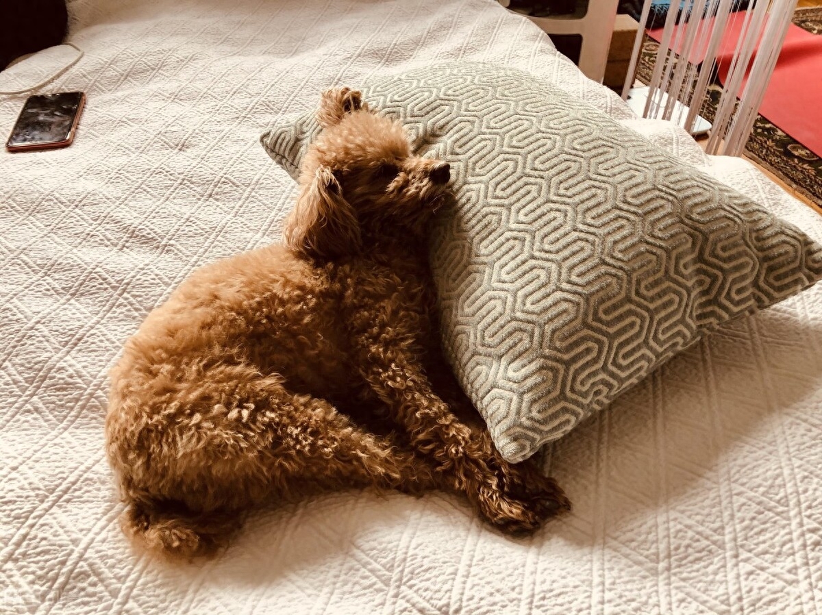 泰迪狗一只多少錢_泰迪go_泰迪狗錢只