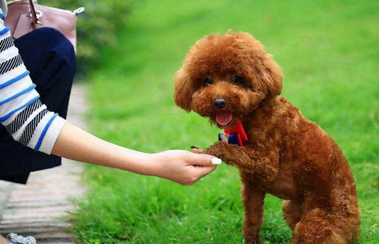 泰迪狗一只多少錢_泰迪狗錢只_泰迪go