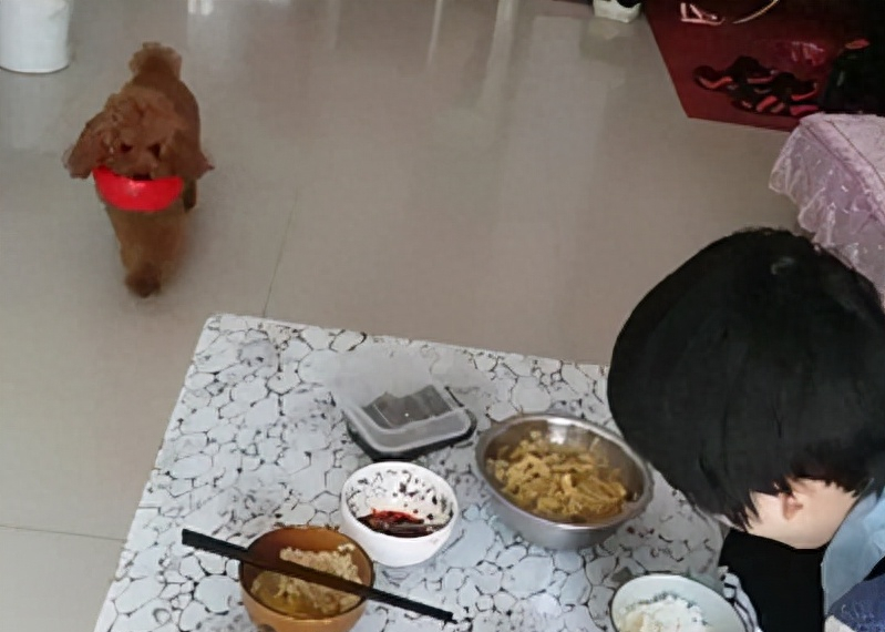 泰迪狗一只多少錢_泰迪狗錢只_泰迪go