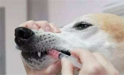 狗能吃人的阿莫西林嗎_狗能吃人的阿莫西林嗎_狗能吃人的阿莫西林嗎