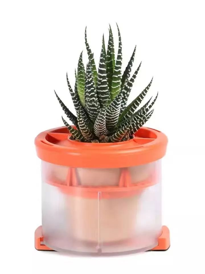 車內種多肉_多肉放車里會悶壞嗎_多肉放在車里會不會死