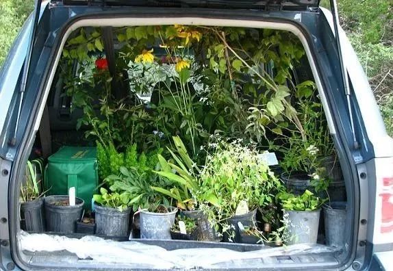 多肉放車里會悶壞嗎_車內種多肉_多肉放在車里會不會死