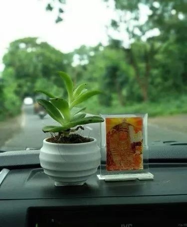 車內種多肉_多肉放在車里會不會死_多肉放車里會悶壞嗎