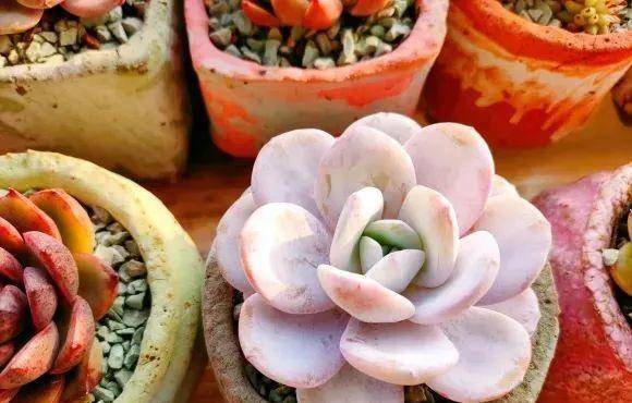 多肉有好多品種_多肉有些什么品種_多肉有幾種品種