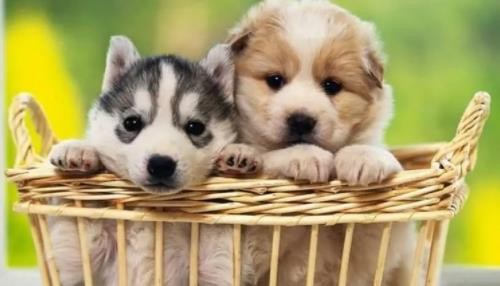 黑色狗狗叫什么名字好聽_黑色的狗名字霸氣_黑色狗名字