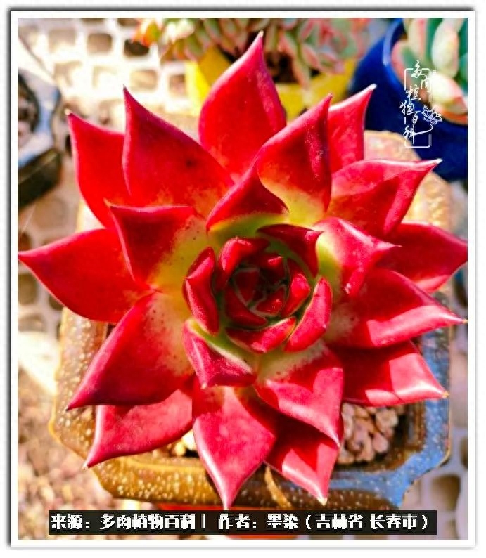 淡雪多肉怎么養(yǎng)_多肉植物淡雪好養(yǎng)嗎_多肉淡雪徒長怎么辦