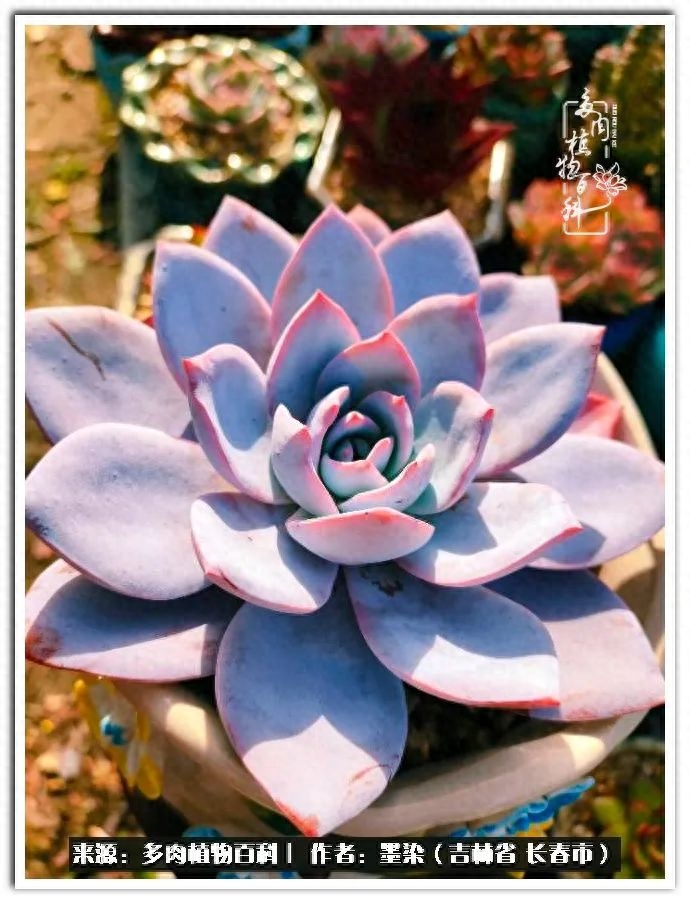 多肉植物淡雪好養(yǎng)嗎_淡雪多肉怎么養(yǎng)_多肉淡雪徒長怎么辦