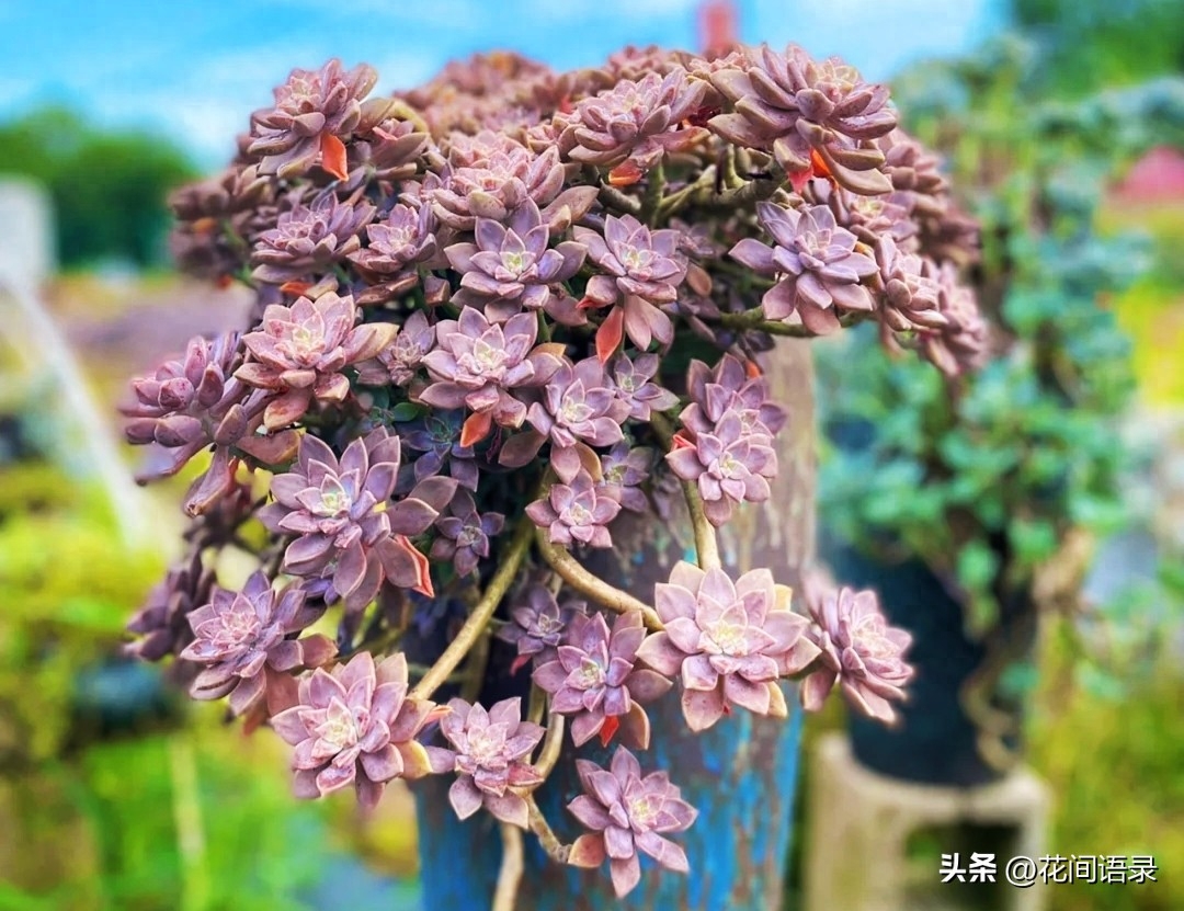 坐標(biāo)江蘇，這款多肉太好養(yǎng)了，給足陽(yáng)光就漂亮，夏天也紅艷艷