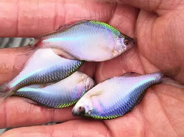 各種觀賞魚的價格與品種_觀賞品種魚價格表_觀賞魚價格排名