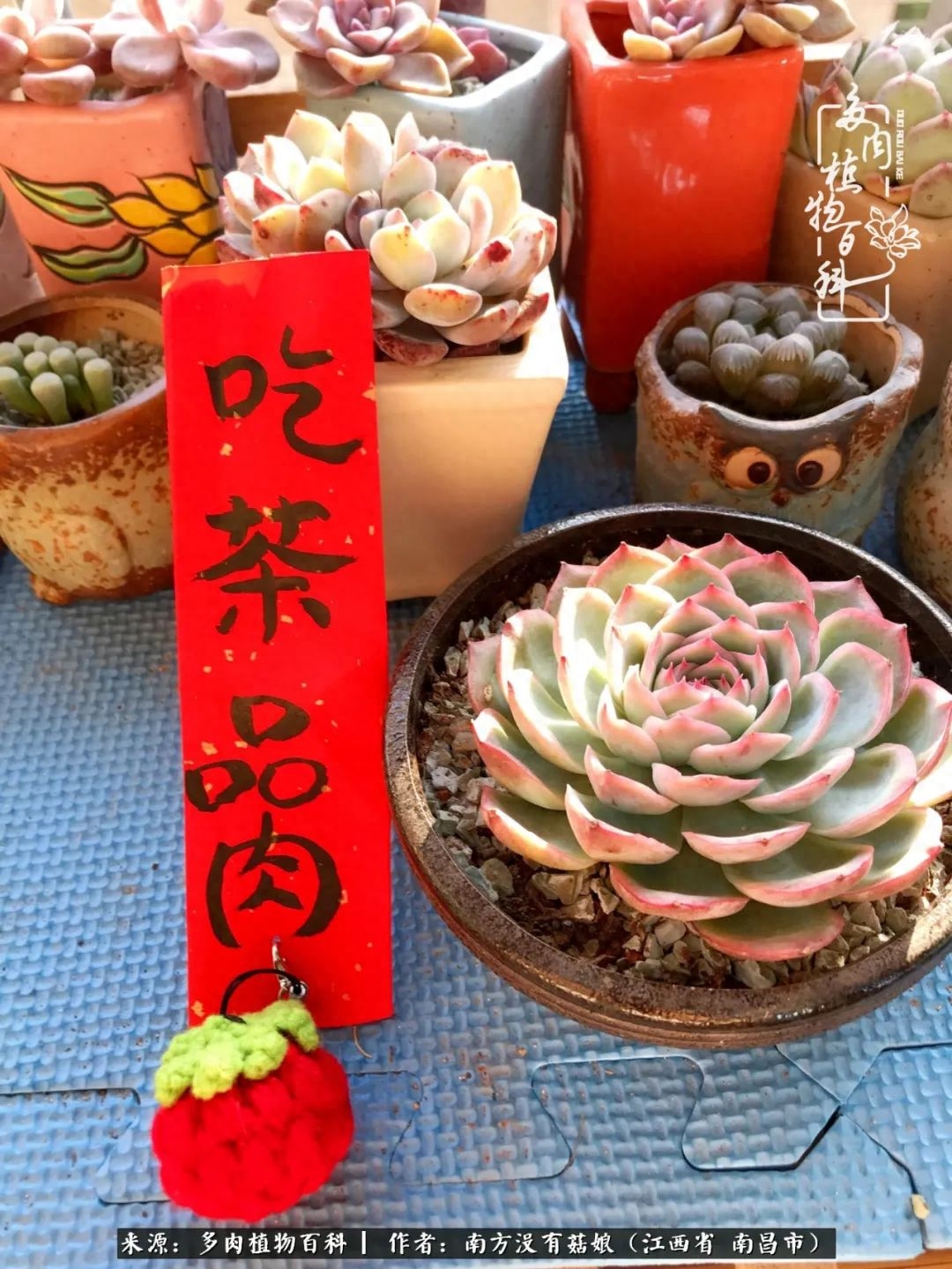 多肉淡雪的養(yǎng)殖_多肉淡雪怎么養(yǎng)才好看_淡雪多肉怎么養(yǎng)