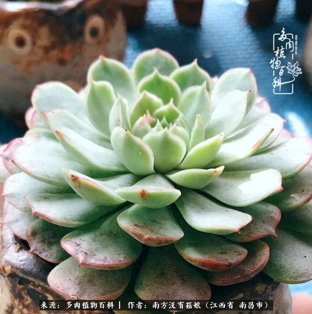 多肉淡雪的養(yǎng)殖_淡雪多肉怎么養(yǎng)_多肉淡雪怎么養(yǎng)才好看