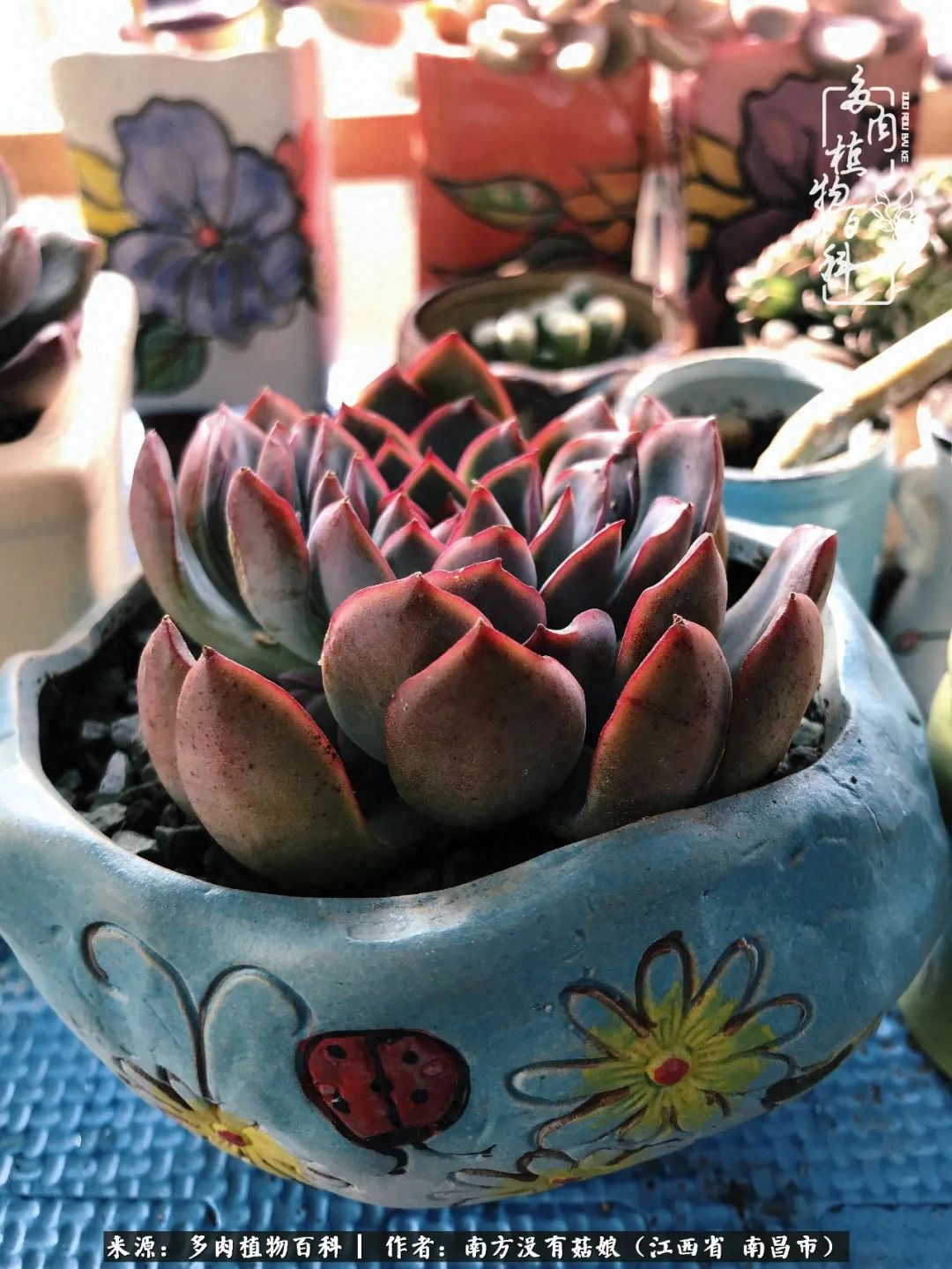 多肉淡雪的養(yǎng)殖_多肉淡雪怎么養(yǎng)才好看_淡雪多肉怎么養(yǎng)