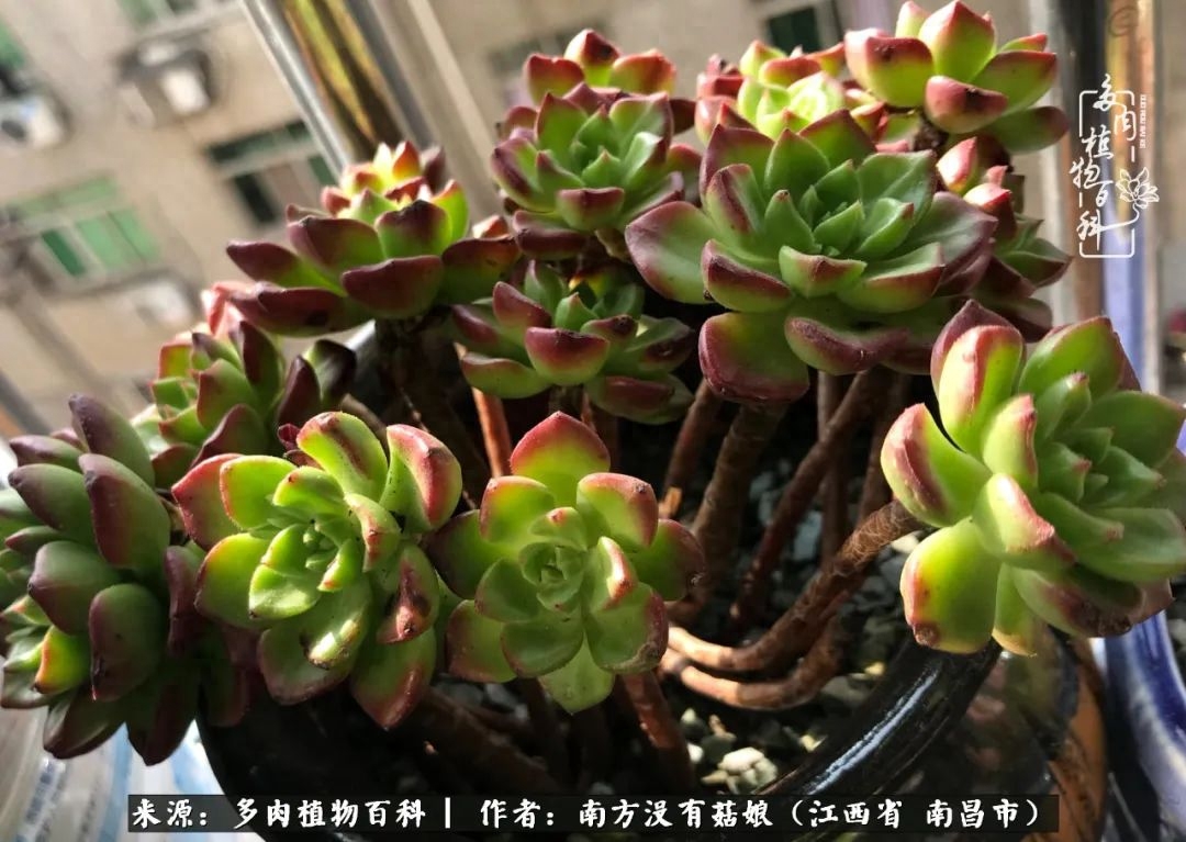 多肉淡雪怎么養(yǎng)才好看_淡雪多肉怎么養(yǎng)_多肉淡雪的養(yǎng)殖