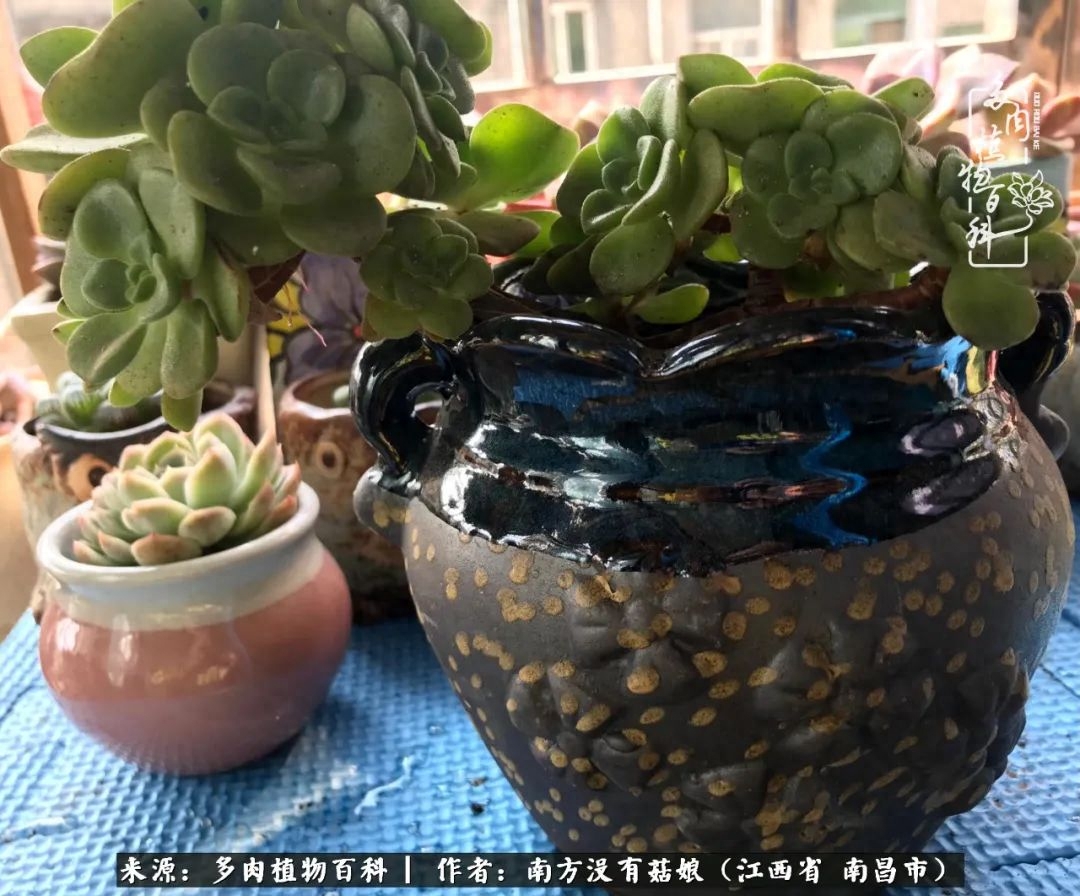 淡雪多肉怎么養(yǎng)_多肉淡雪的養(yǎng)殖_多肉淡雪怎么養(yǎng)才好看