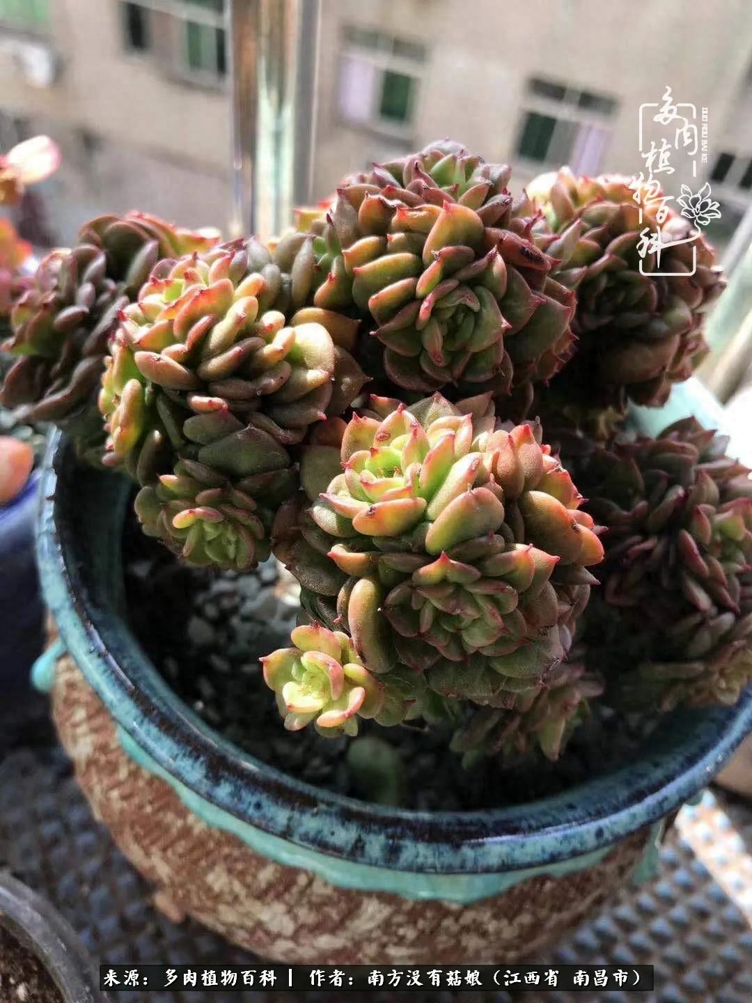 多肉淡雪怎么養(yǎng)才好看_淡雪多肉怎么養(yǎng)_多肉淡雪的養(yǎng)殖