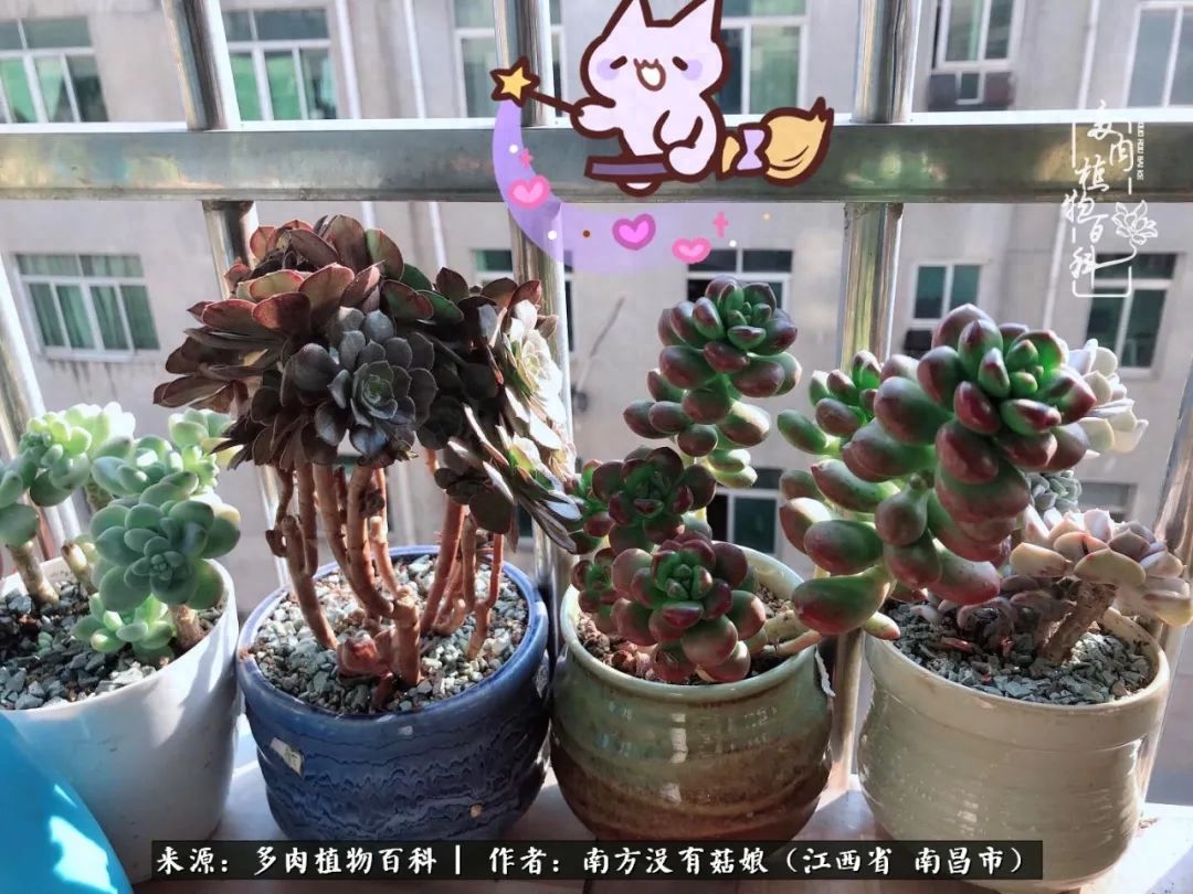 多肉淡雪的養(yǎng)殖_淡雪多肉怎么養(yǎng)_多肉淡雪怎么養(yǎng)才好看