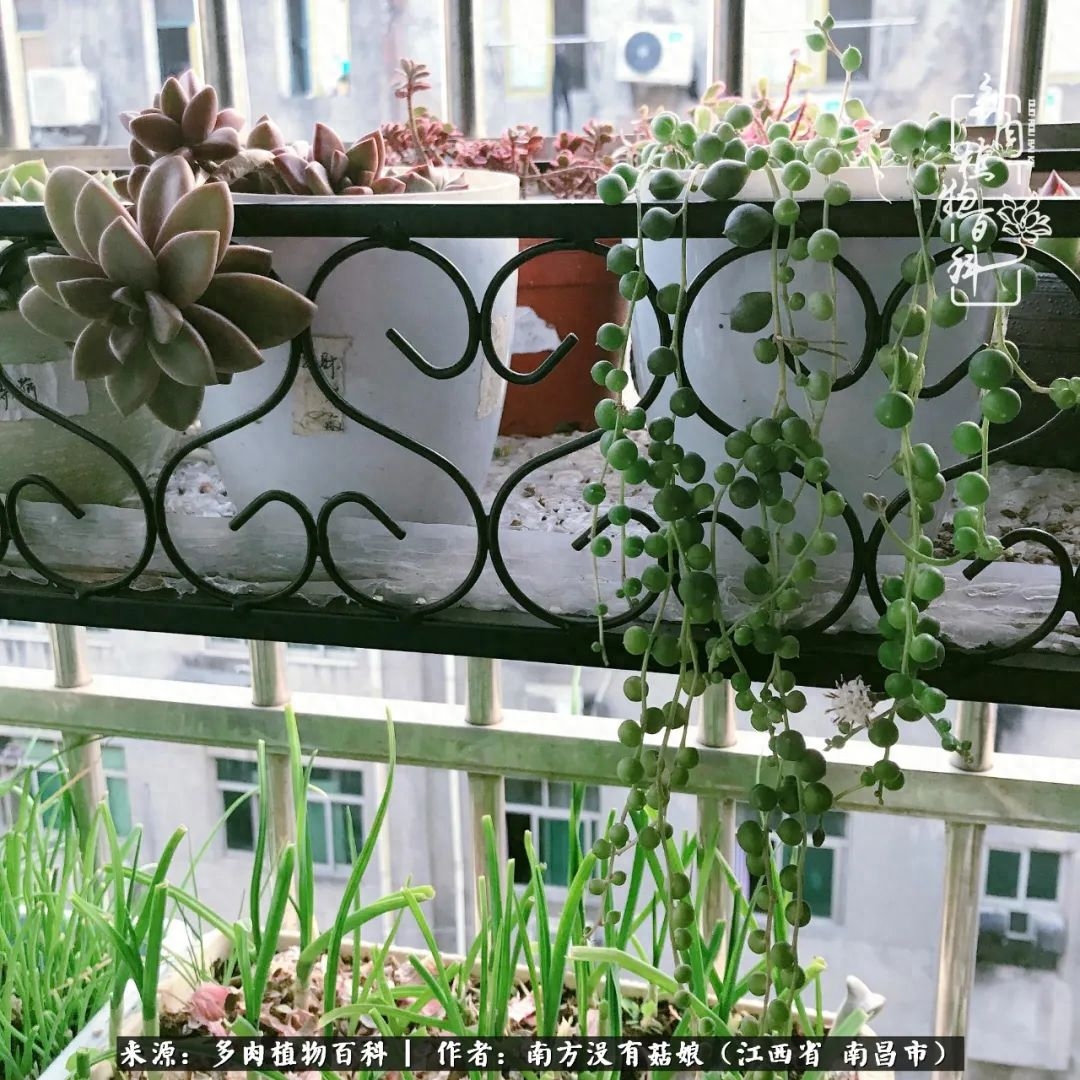 淡雪多肉怎么養(yǎng)_多肉淡雪怎么養(yǎng)才好看_多肉淡雪的養(yǎng)殖