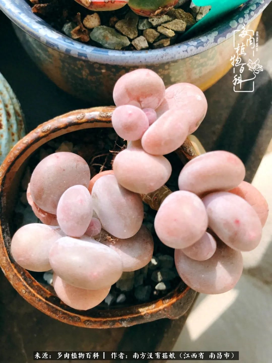 多肉淡雪怎么養(yǎng)才好看_多肉淡雪的養(yǎng)殖_淡雪多肉怎么養(yǎng)