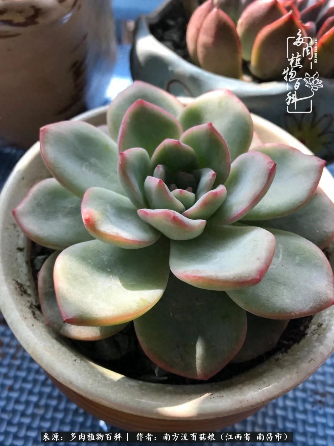 多肉淡雪怎么養(yǎng)才好看_淡雪多肉怎么養(yǎng)_多肉淡雪的養(yǎng)殖