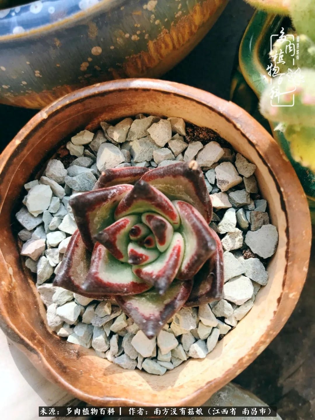 淡雪多肉怎么養(yǎng)_多肉淡雪的養(yǎng)殖_多肉淡雪怎么養(yǎng)才好看