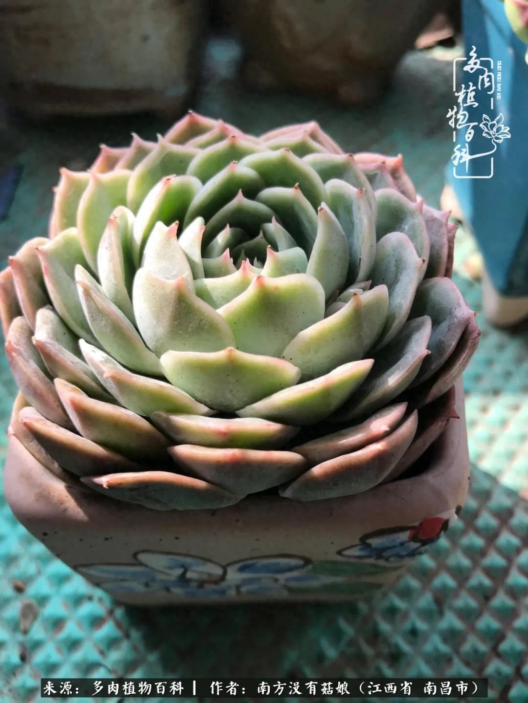 多肉淡雪的養(yǎng)殖_淡雪多肉怎么養(yǎng)_多肉淡雪怎么養(yǎng)才好看