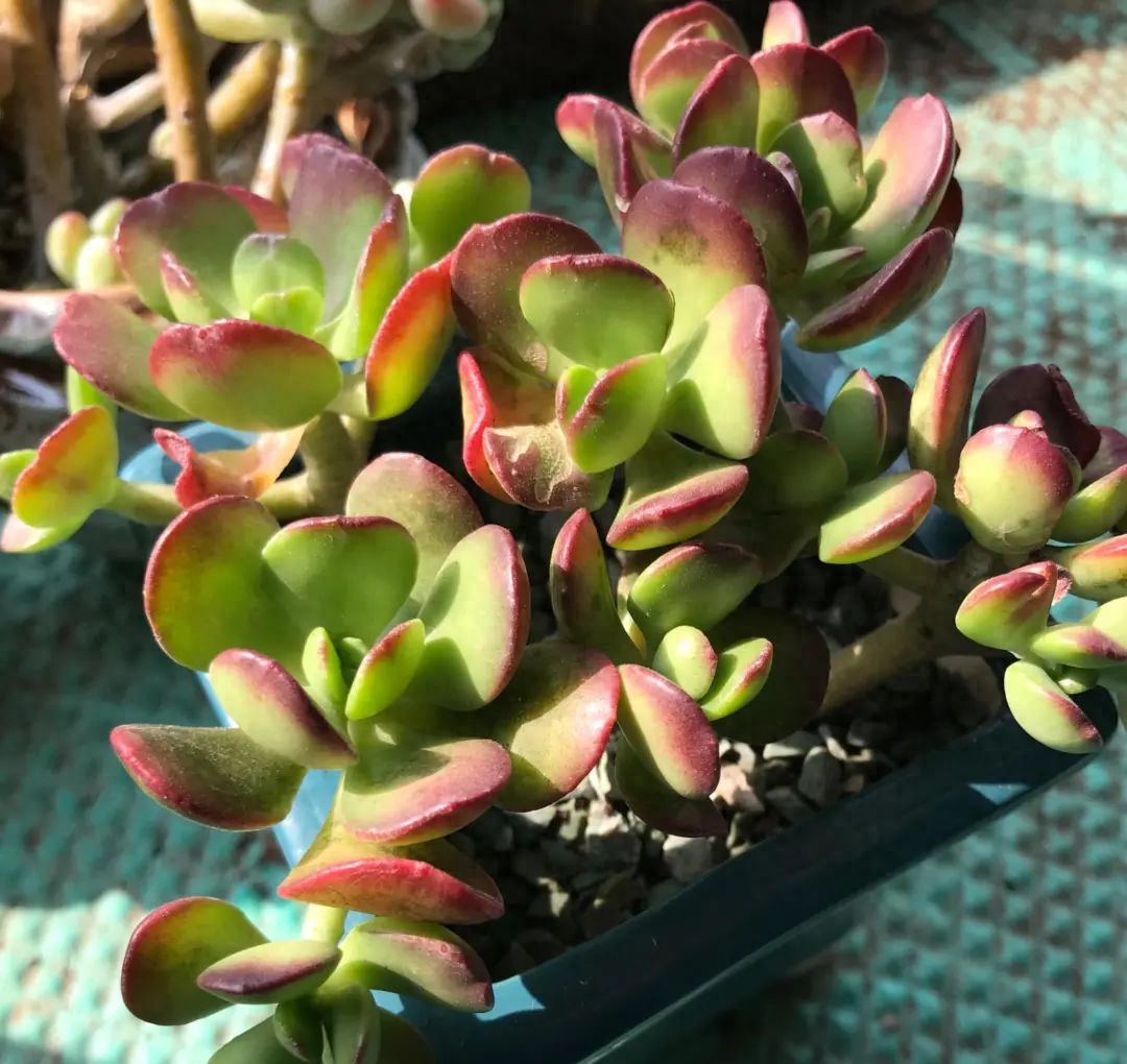 多肉淡雪怎么養(yǎng)才好看_淡雪多肉怎么養(yǎng)_多肉淡雪的養(yǎng)殖