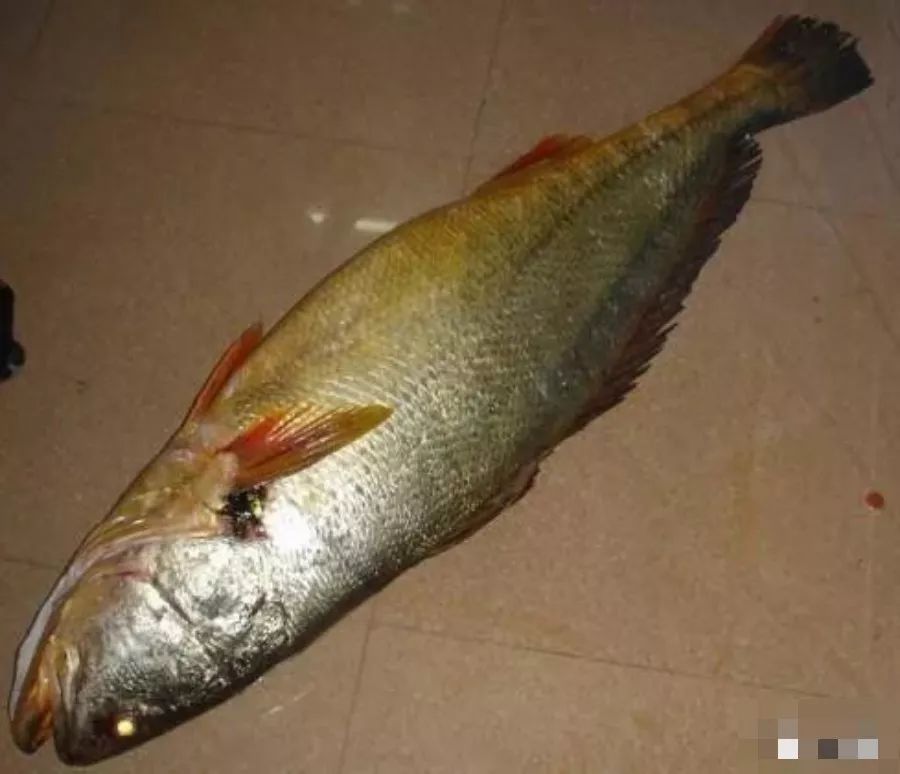 觀賞品種魚價(jià)格排名_各種觀賞魚的價(jià)格與品種_觀賞品種魚價(jià)格表