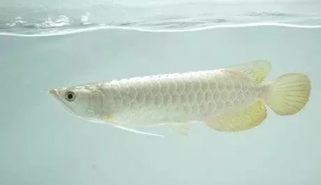 觀賞品種魚價(jià)格排名_觀賞品種魚價(jià)格表_各種觀賞魚的價(jià)格與品種