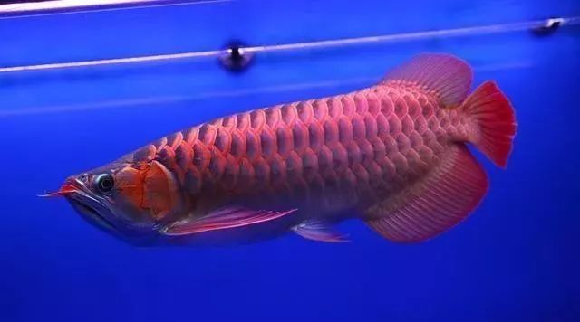 觀賞品種魚價(jià)格排名_各種觀賞魚的價(jià)格與品種_觀賞品種魚價(jià)格表