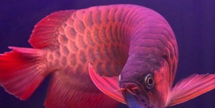 各種觀賞魚的價(jià)格與品種_觀賞品種魚價(jià)格表_觀賞品種魚價(jià)格排名