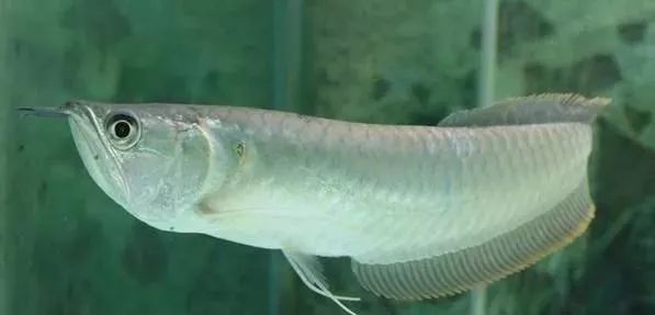 觀賞品種魚價(jià)格表_觀賞品種魚價(jià)格排名_各種觀賞魚的價(jià)格與品種