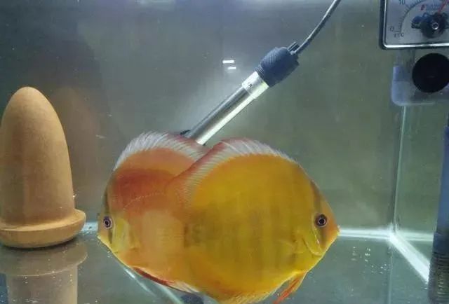 觀賞魚不吃食是什么原因_觀賞魚吃魚是怎么回事_觀賞魚為什么會(huì)吃觀賞魚