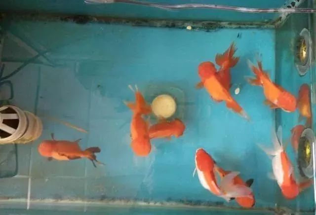 觀賞魚為什么會(huì)吃觀賞魚_觀賞魚不吃食是什么原因_觀賞魚吃魚是怎么回事