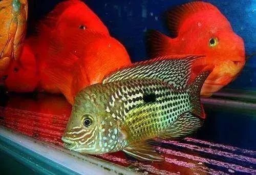 觀賞魚不吃食是什么原因_觀賞魚為什么會(huì)吃觀賞魚_觀賞魚吃魚是怎么回事