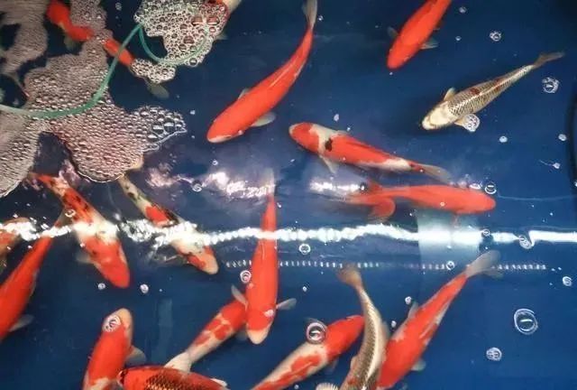 觀賞魚不吃食是什么原因_觀賞魚為什么會(huì)吃觀賞魚_觀賞魚吃魚是怎么回事