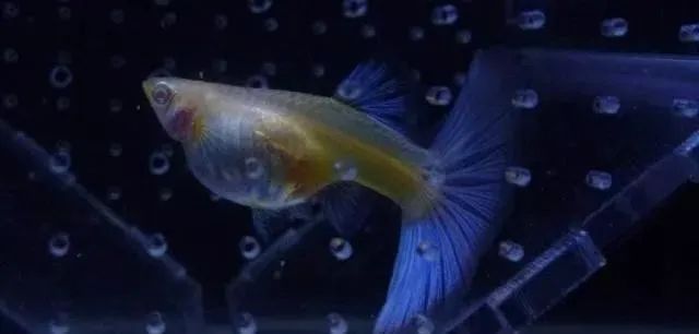 觀賞魚不吃食是什么原因_觀賞魚吃魚是怎么回事_觀賞魚為什么會(huì)吃觀賞魚