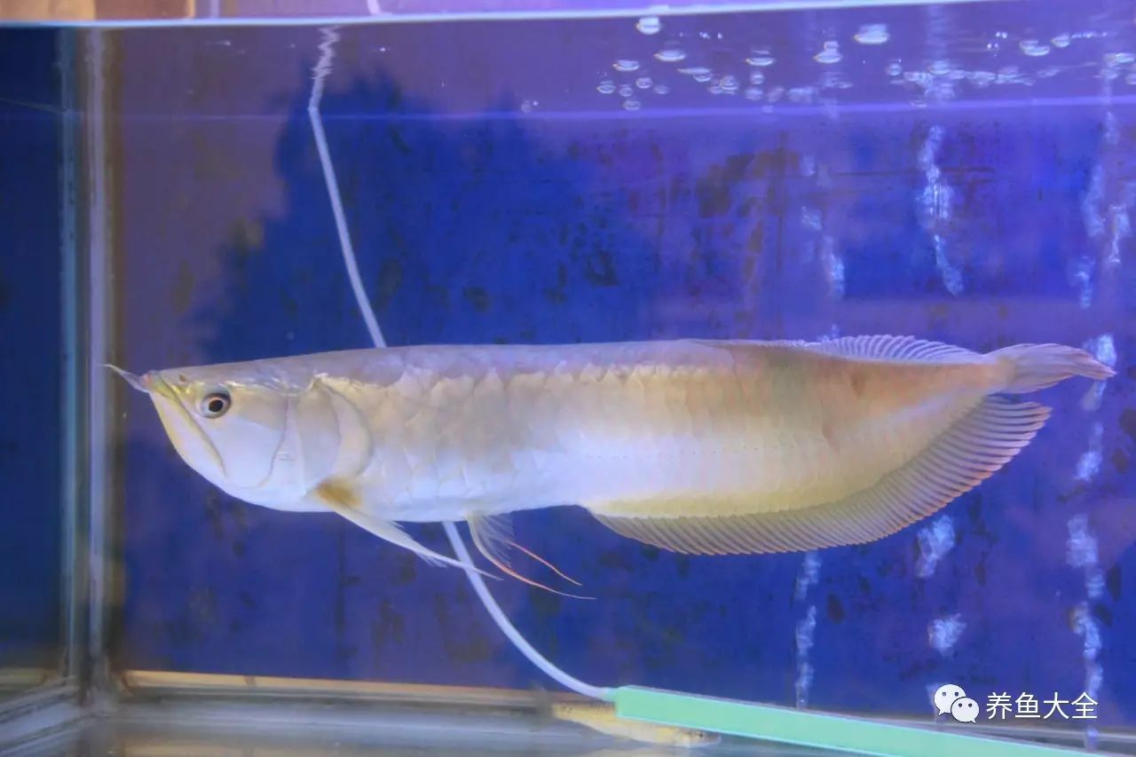 【養(yǎng)魚大全課堂】：銀龍魚不吃食原因及解決方法