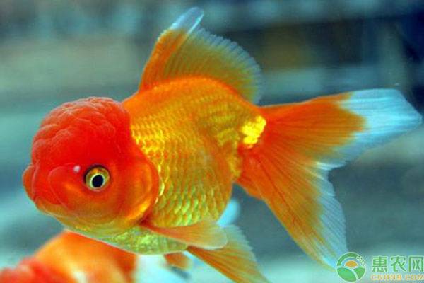 十大最好養(yǎng)小型淡水觀賞魚_觀賞淡水小型養(yǎng)魚好不好_易養(yǎng)小型淡水觀賞魚