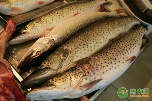易養(yǎng)小型淡水觀賞魚_十大最好養(yǎng)小型淡水觀賞魚_觀賞淡水小型養(yǎng)魚好不好