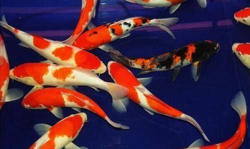 什么品種的淡水觀賞魚最好養(yǎng)？