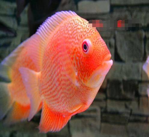 觀賞淡水小型養(yǎng)魚好嗎_十大最好養(yǎng)小型淡水觀賞魚_觀賞淡水小型養(yǎng)魚好不好