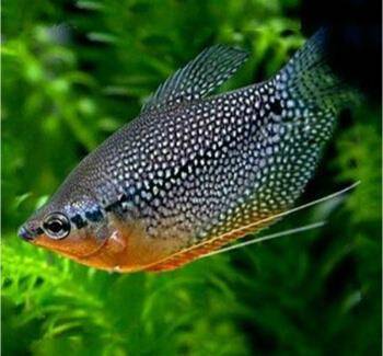 十大最好養(yǎng)小型淡水觀賞魚_觀賞淡水小型養(yǎng)魚好嗎_觀賞淡水小型養(yǎng)魚好不好