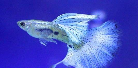 十大最好養(yǎng)小型淡水觀賞魚_觀賞淡水小型養(yǎng)魚好嗎_觀賞淡水小型養(yǎng)魚好不好